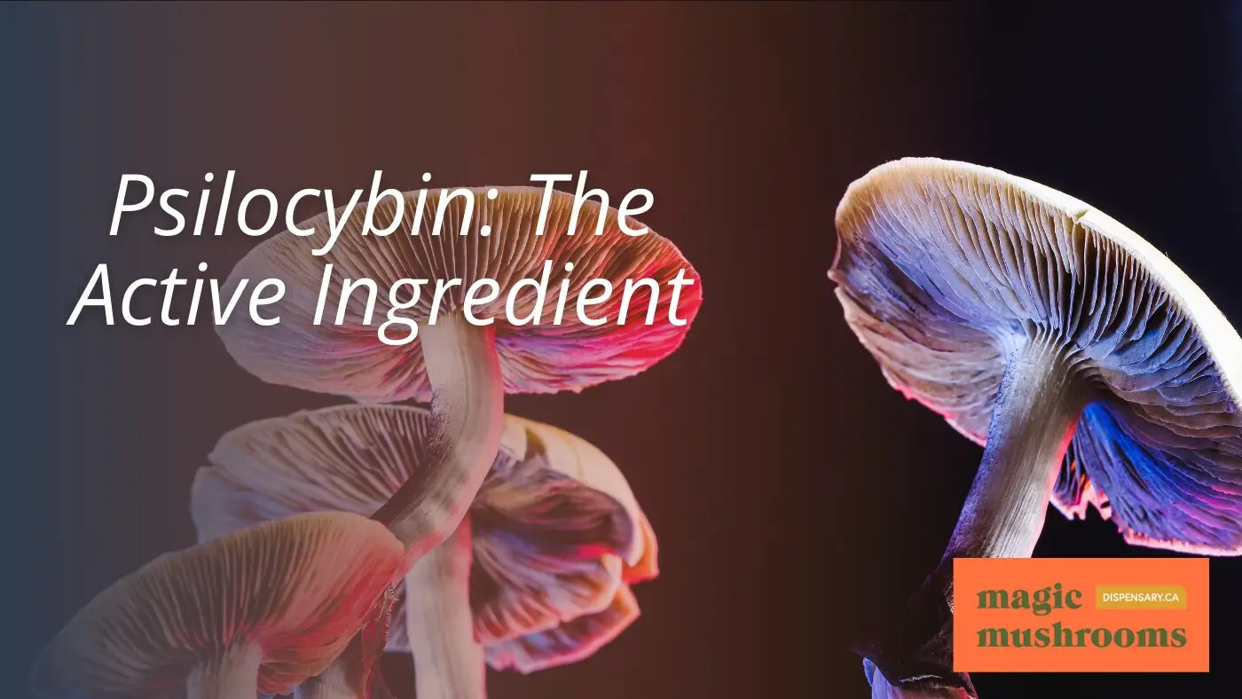 Psilocybin The Active Ingredient
