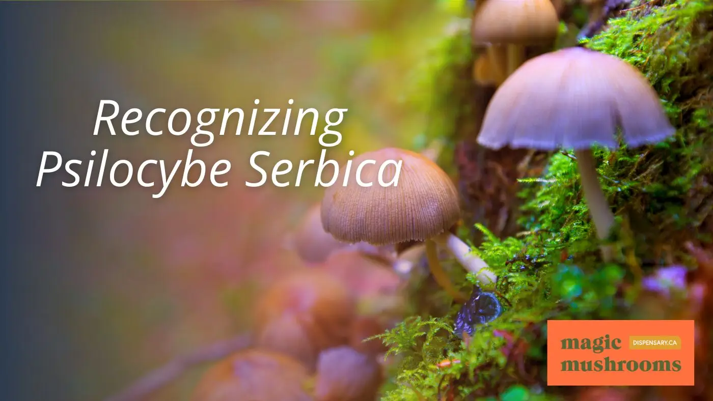 Recognizing Psilocybe Serbica