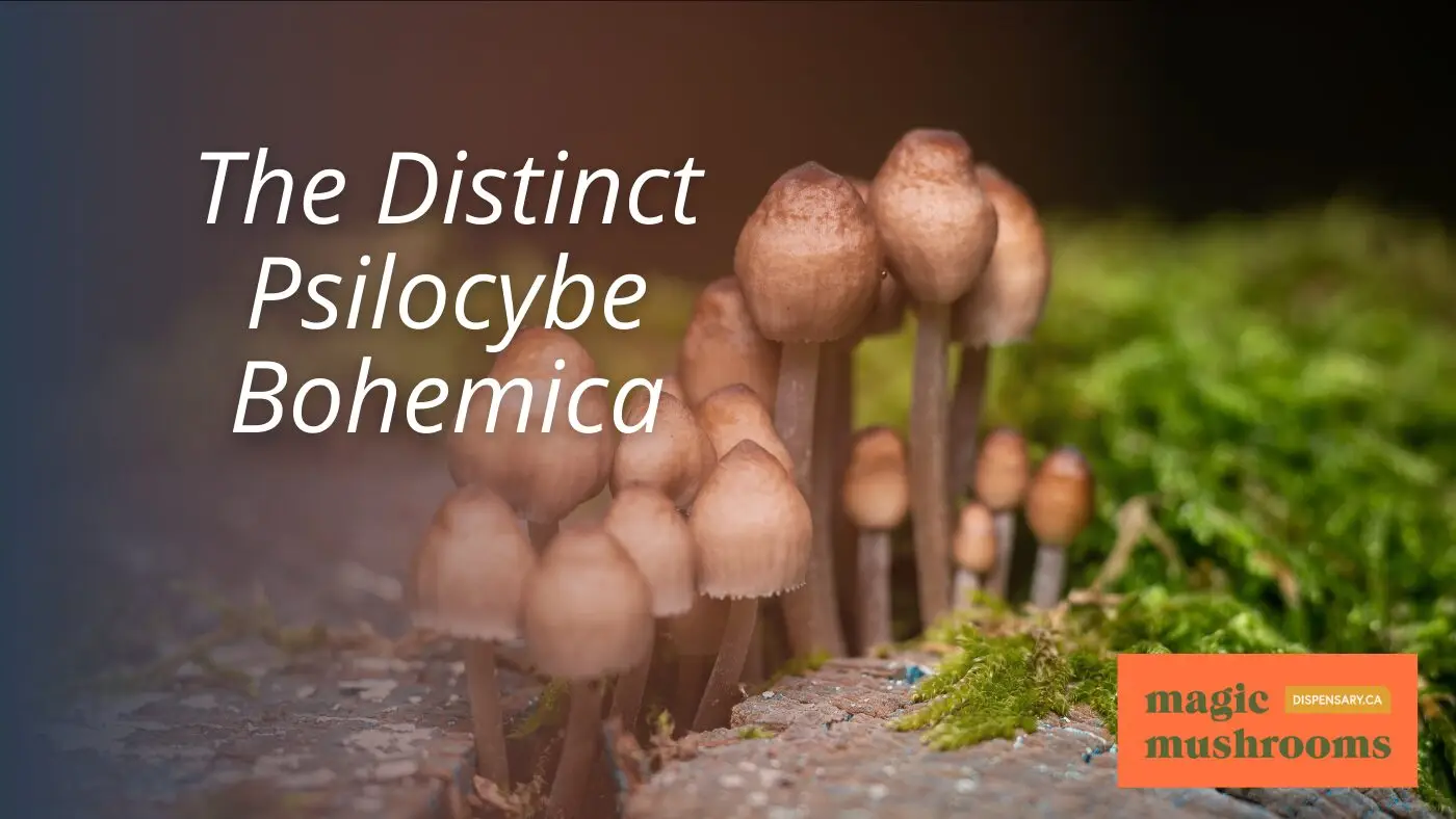 The Distinct Psilocybe Bohemica