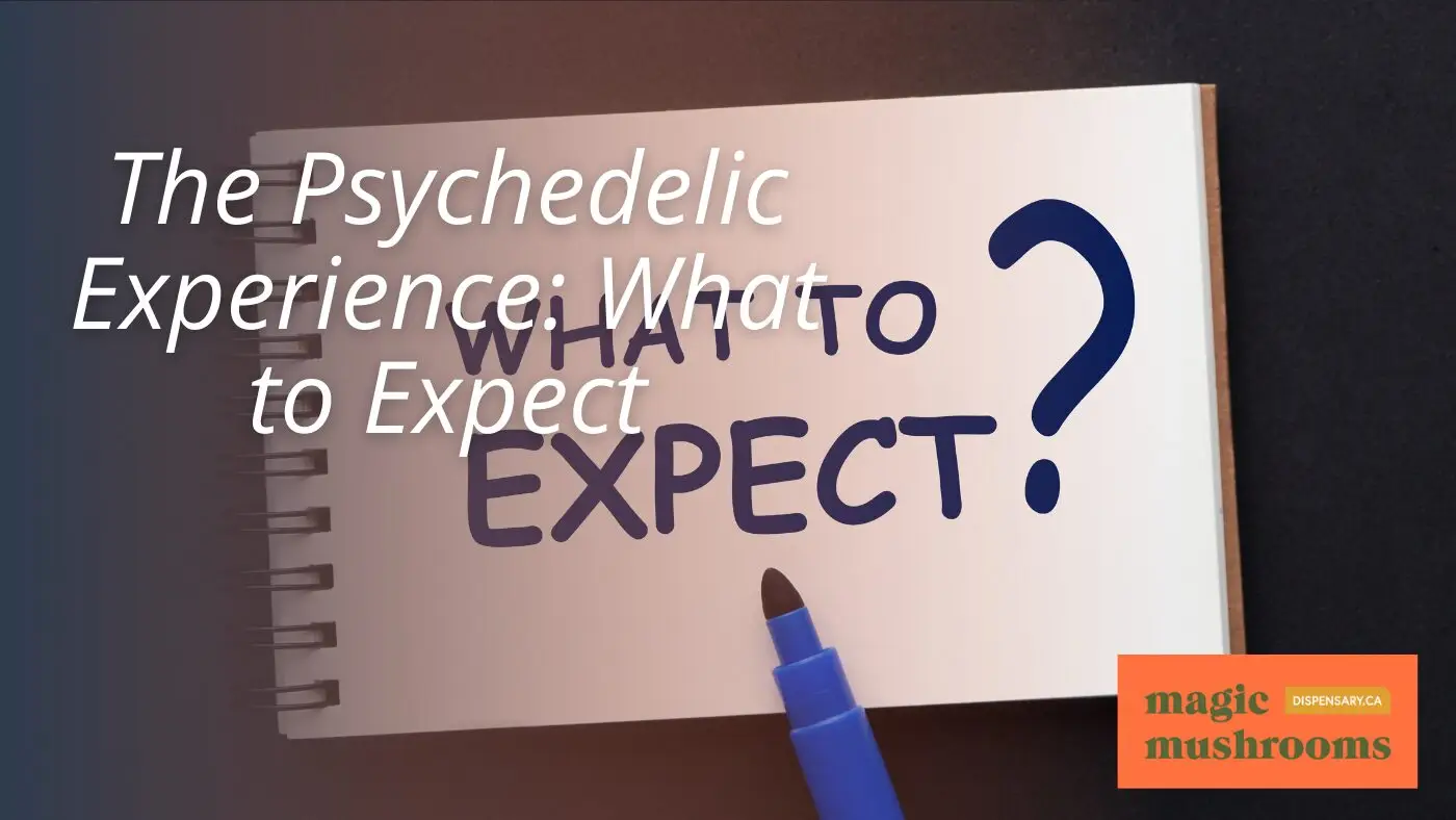 The Psychedelic Experience What to Expect The Psychedelic Experience What to Expect