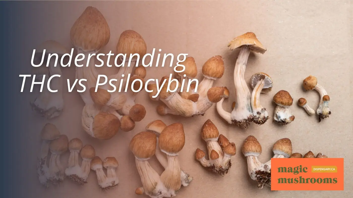 Understanding THC vs Psilocybin Understanding THC vs Psilocybin