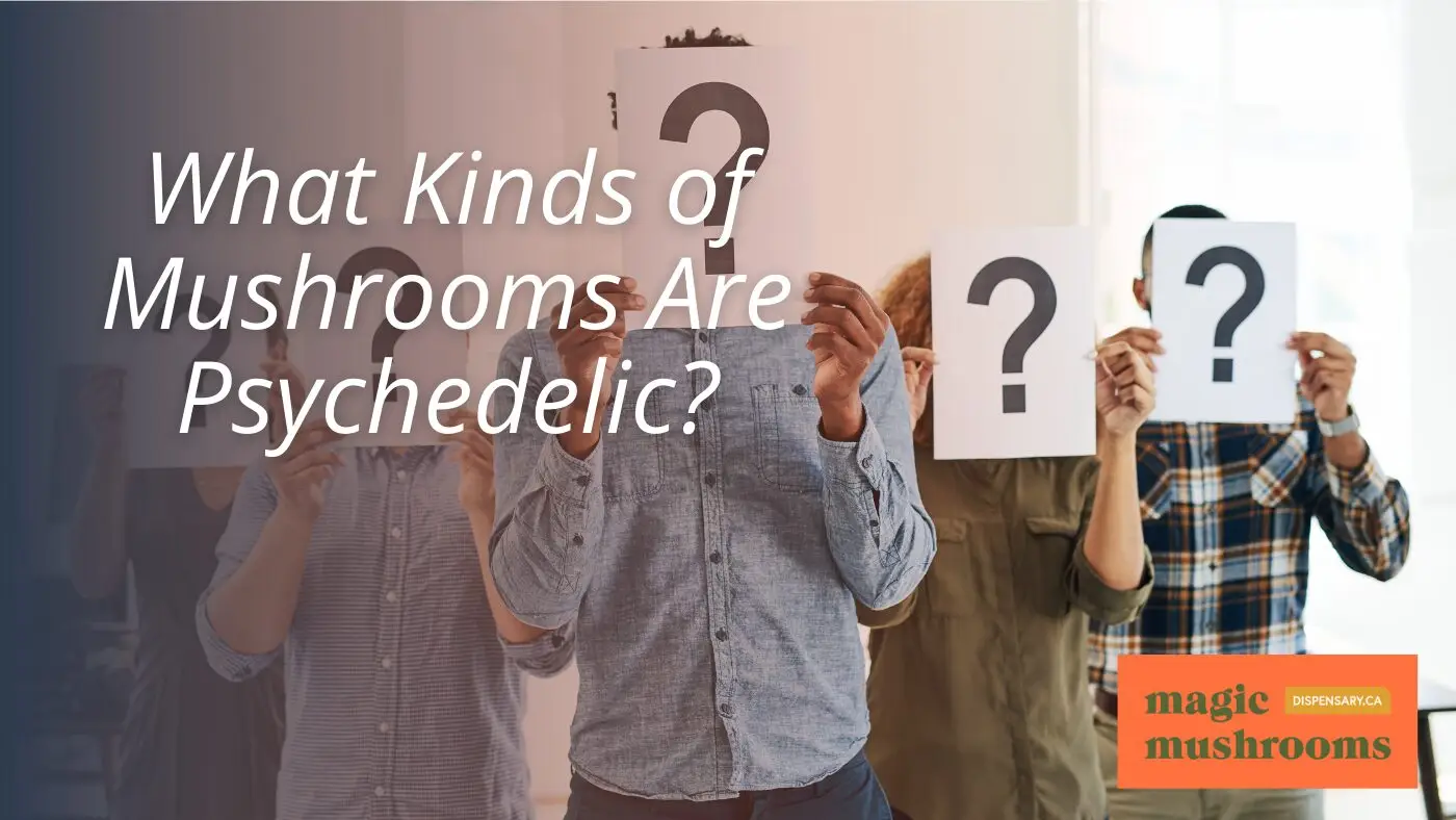 What Kinds of Mushrooms Are Psychedelic What Kinds of Mushrooms Are Psychedelic