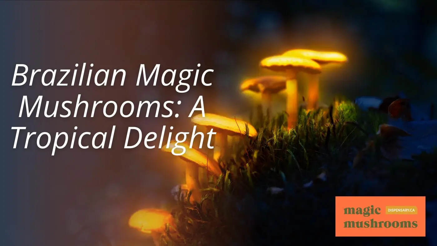 Brazilian Magic Mushrooms A Tropical Delight Brazilian Magic Mushrooms A Tropical Delight