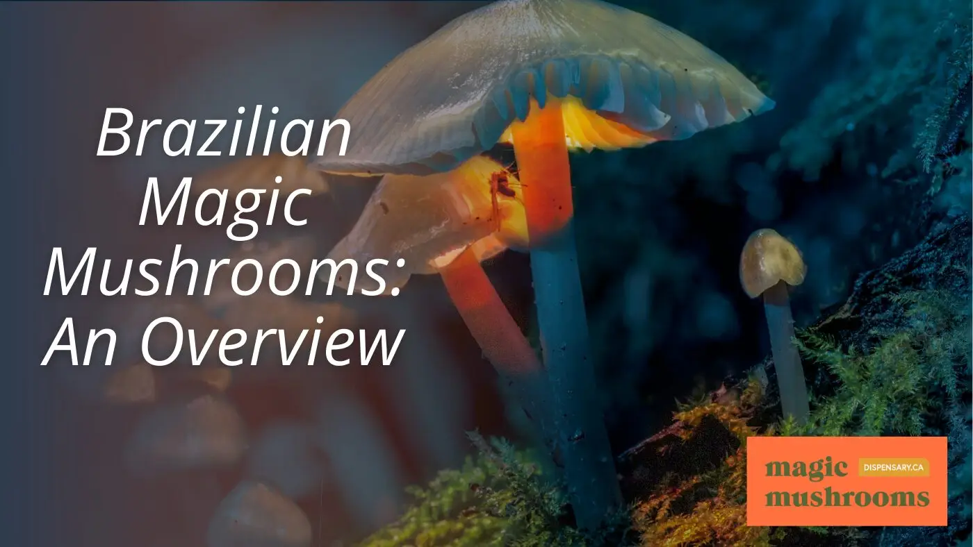 Brazilian Magic Mushrooms An Overview Brazilian Magic Mushrooms An Overview