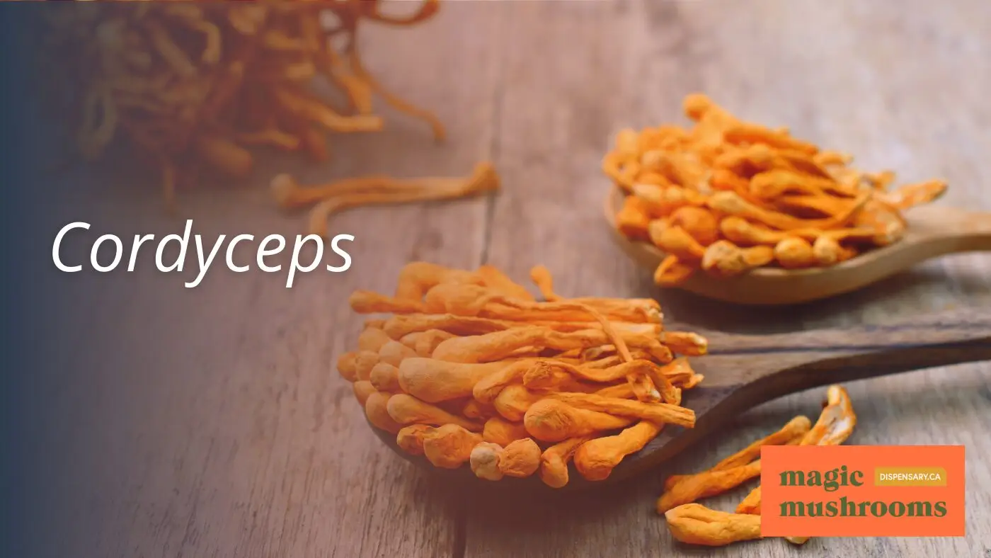 Cordyceps