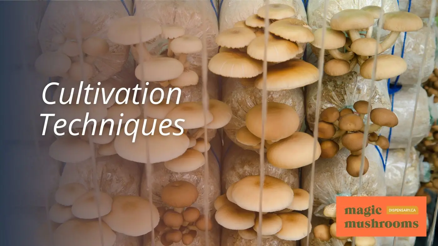 Cultivation Techniques