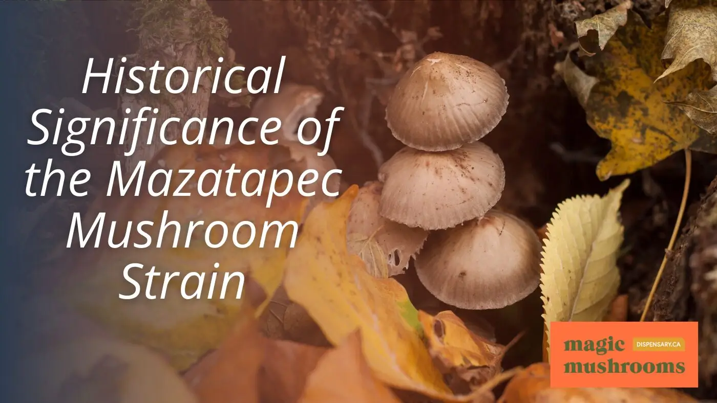 Historical Significance of the Mazatapec Mushroom Strain Historical Significance of the Mazatapec Mushroom Strain
