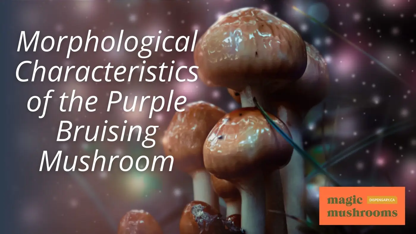 Morphological Characteristics of the Purple Bruising Mushroom Morphological Characteristics of the Purple Bruising Mushroom