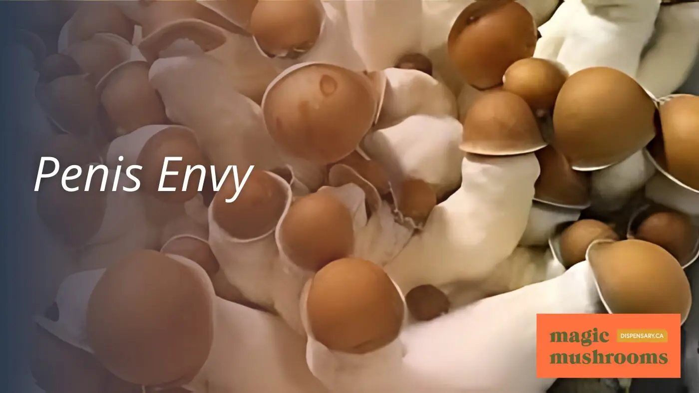 Penis Envy
