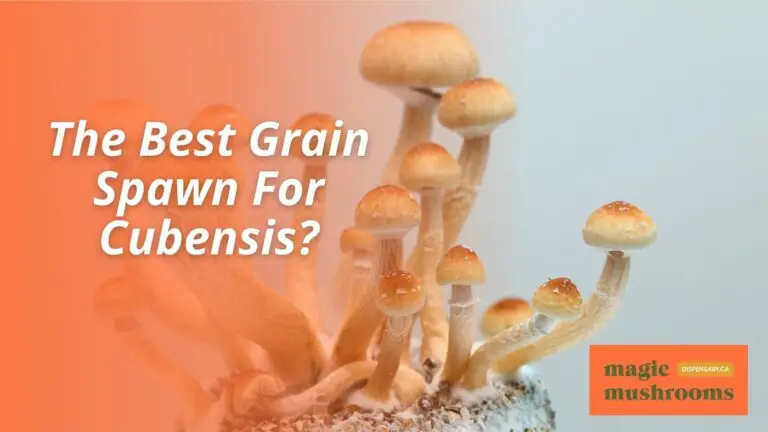 The Best Grain Spawn For Cubensis
