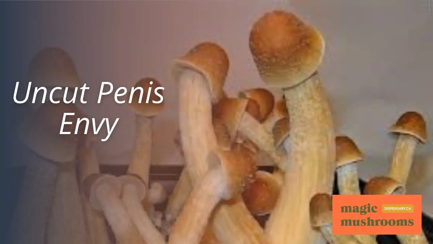Uncut Penis Envy