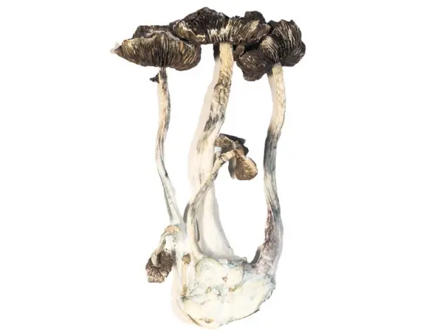 Albino A+ – The Lucid Dreamer Albino A+ – The Lucid Dreamer