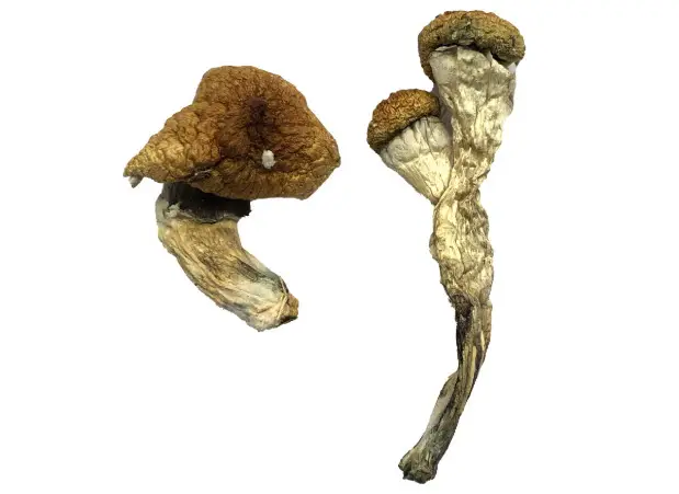 Amazonian Magic Mushrooms – The Spiritual Explorer Amazonian Magic Mushrooms – The Spiritual Explorer