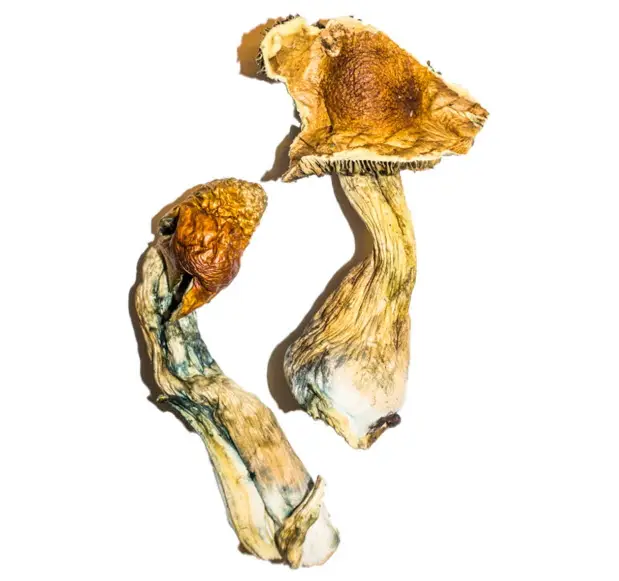 B+ – The Happy, Balanced Trip B+ – The Happy, Balanced Trip