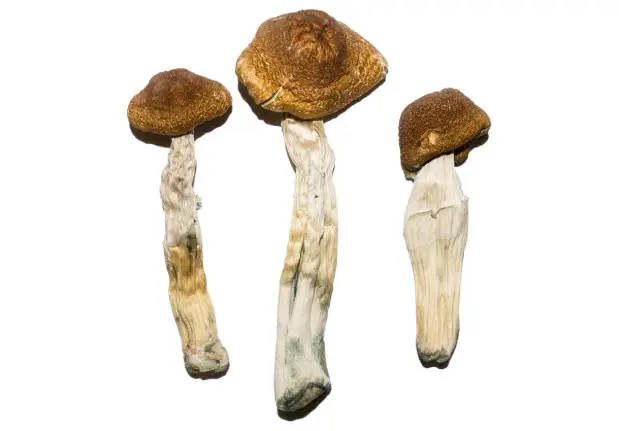 Brazilian Magic Mushrooms – The Thought Provoker Brazilian Magic Mushrooms – The Thought Provoker