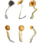 Magic Mushroom Strains Explained