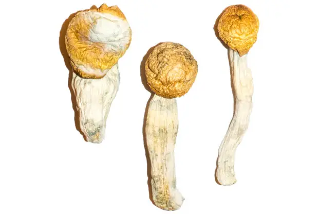 Penis Envy – The Heavyweight Champion Penis Envy – The Heavyweight Champion