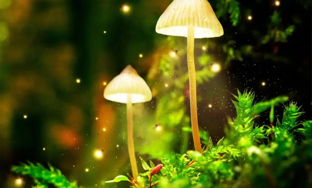 Shrooms Afterglow The Magic Mushroom Gift That Keeps on Giving
