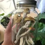dried shrooms
