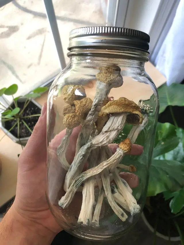 dried shrooms