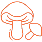 Dried shrooms - Psilocybin dispensary