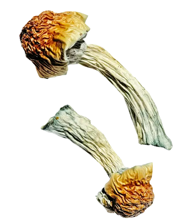 Magic mushroom buy 635 x 743 px