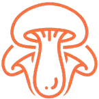 shrooms kit - psilocybin mushrooms buy online icon