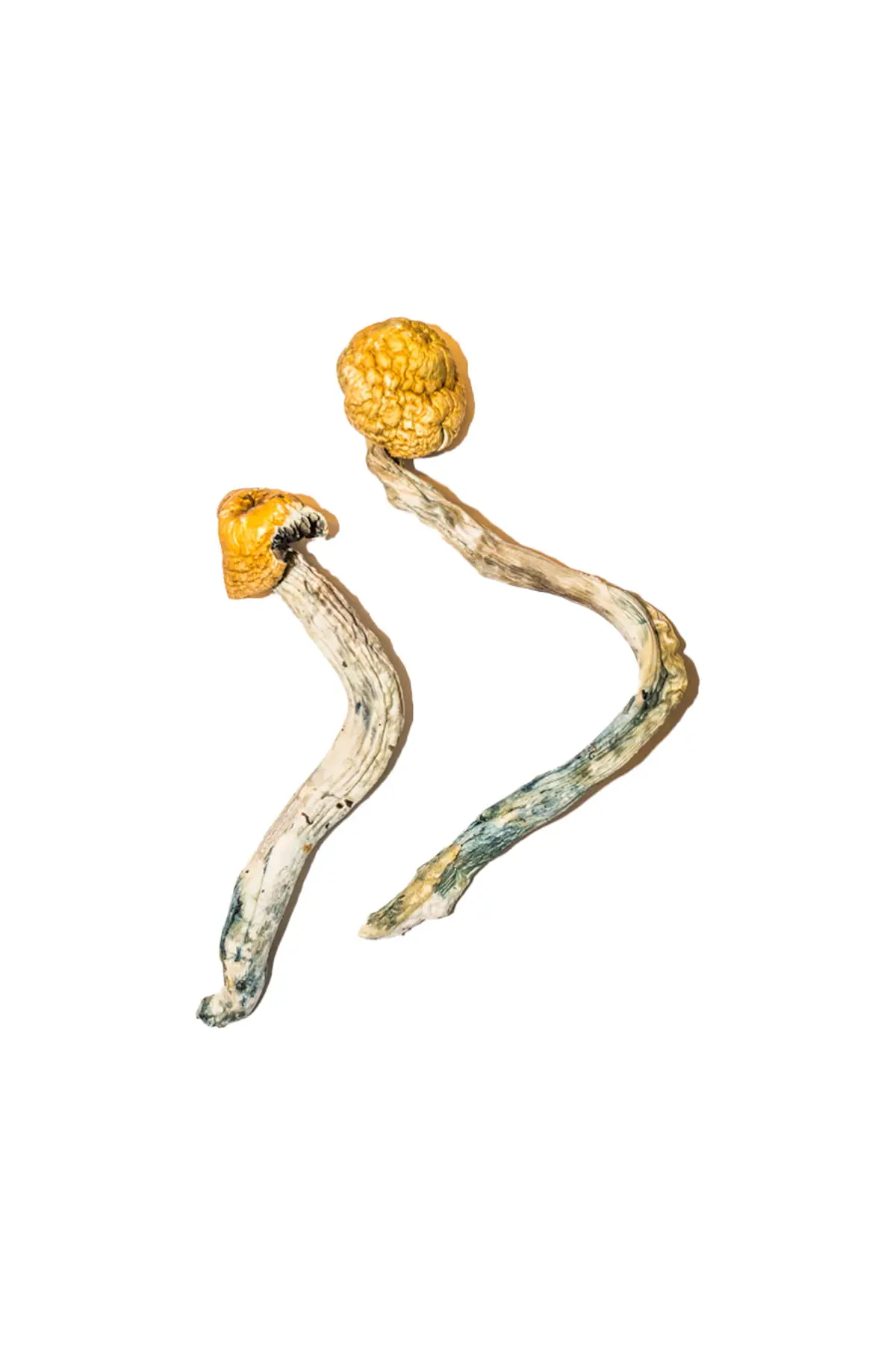 Ecuadorian Magic Mushroom