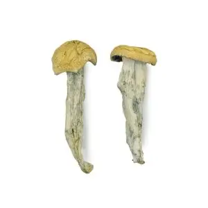 Fo Dawg Magic Mushrooms