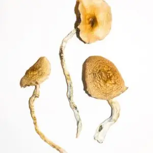 Dried magic mushrooms