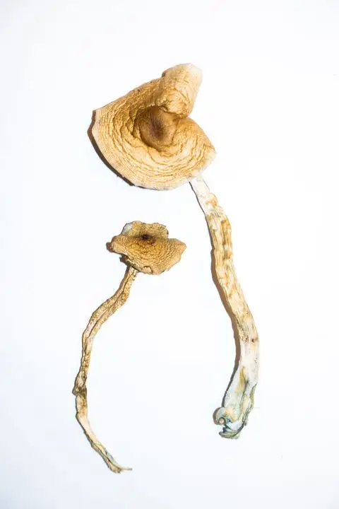 Golden Teacher dried magic mushrooms
