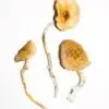 Golden Teacher Magic Mushrooms