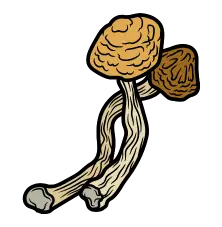 Magic mushrooms shop 222 x 227