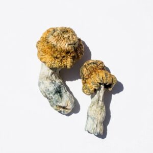 Avalanche Magic Mushrooms