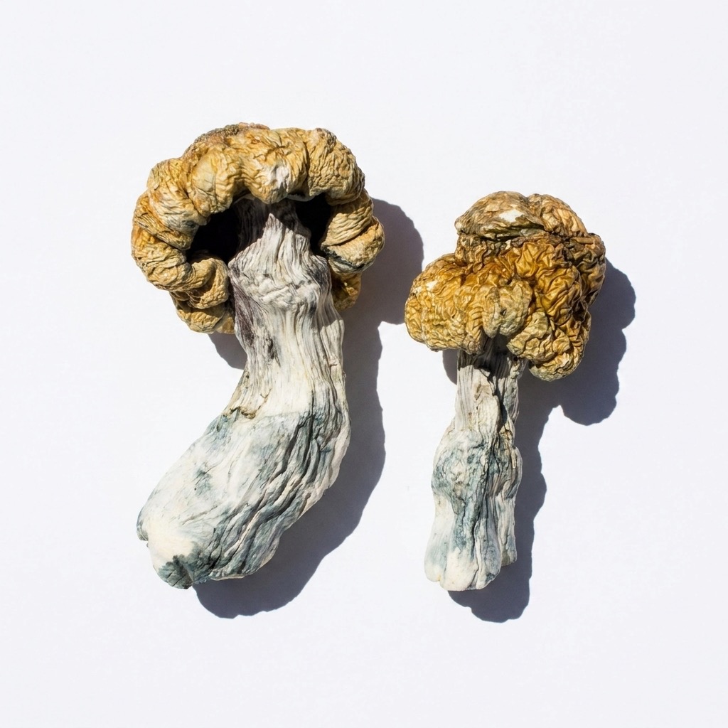 Avalanche Magic Mushrooms - Image 2