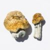 Bluey Vuitton Magic Mushrooms