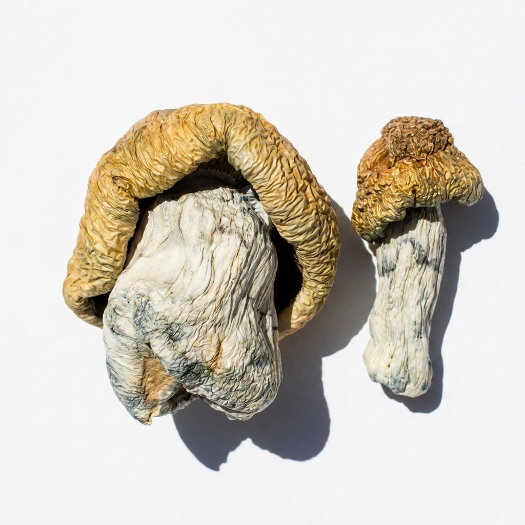 Bluey Vuitton Magic Mushrooms - Image 2