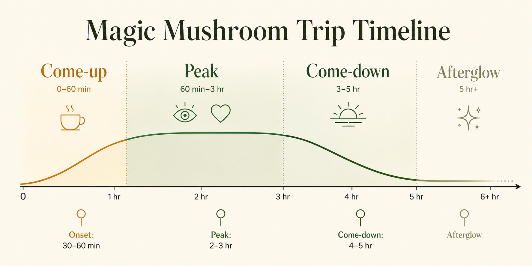 Hour-by-hour magic mushroom trip timeline showing onset, come-up, peak, come-down, and afterglow phases