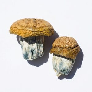 Code Blue Magic Mushrooms