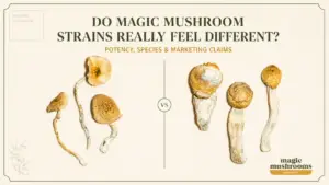 Golden Teacher and Penis Envy illustrating whether magic mushroom strains feel different