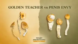 Golden Teacher vs Penis Envy dried magic mushrooms comparison