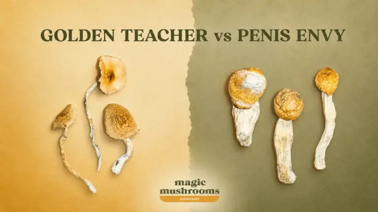 Golden Teacher vs Penis Envy dried magic mushrooms comparison