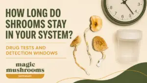 How long do shrooms stay in your system drug testing and detection guide