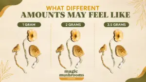 What 1 gram, 2 grams and 3.5 grams of dried shrooms may feel like