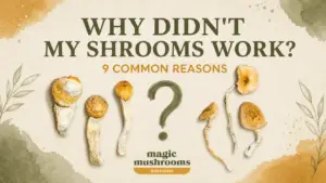 Why didn't my shrooms work with Golden Teacher and Penis Envy mushrooms