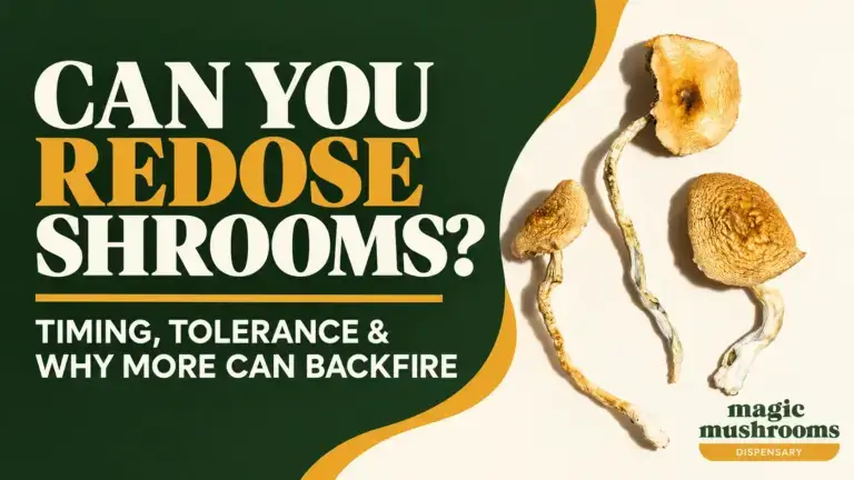 Can you redose shrooms timing tolerance and why taking more can backfire